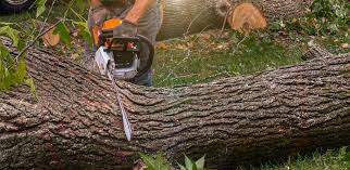 Best Soil Testing and Treatment  in Cottonwood, CA