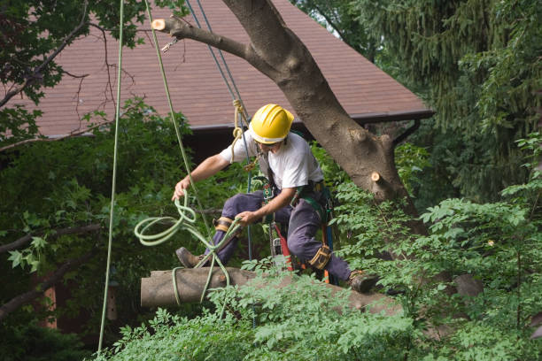 Tree and Shrub Care in Cottonwood, CA