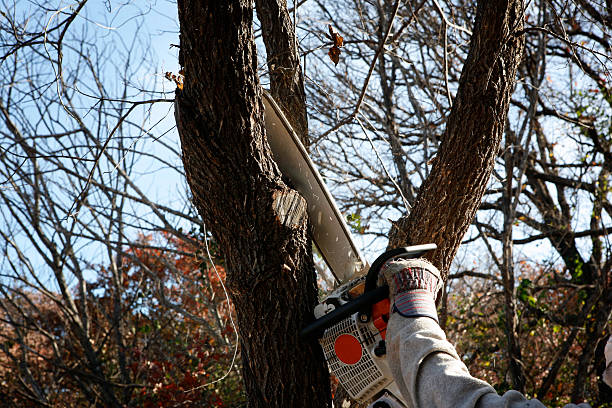 Best Tree Cabling and Bracing  in Cottonwood, CA