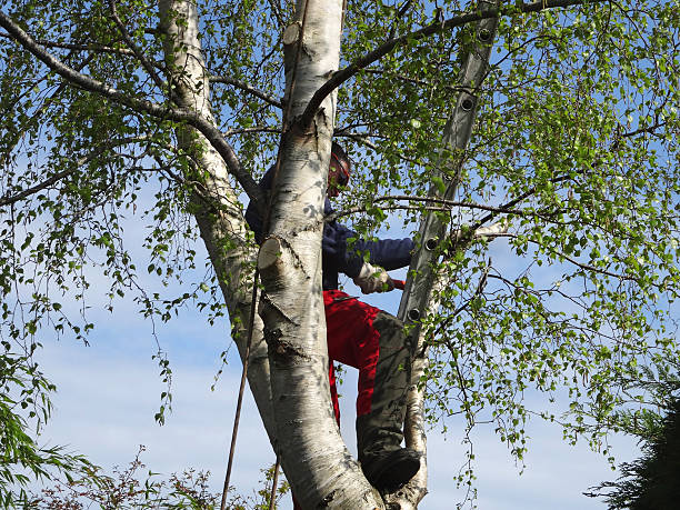 How Our Tree Care Process Works  in  Cottonwood, CA