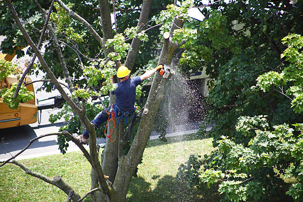 Best Tree Maintenance Programs  in Cottonwood, CA