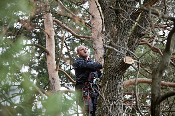 Best Commercial Tree Services  in Cottonwood, CA