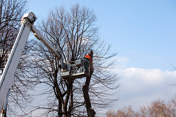 Professional Tree Care in Cottonwood, CA
