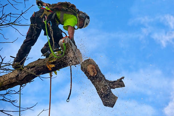 Best Tree Risk Assessment  in Cottonwood, CA