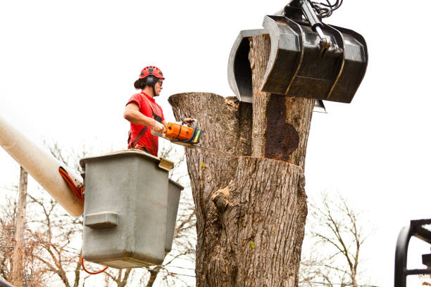 Leaf Removal in Cottonwood, CA