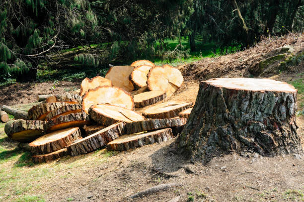 Best Lawn Dethatching  in Cottonwood, CA